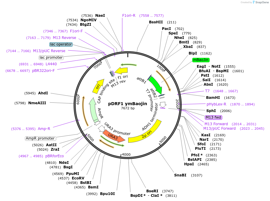 224085-plasmid-map-sequence-id-456001