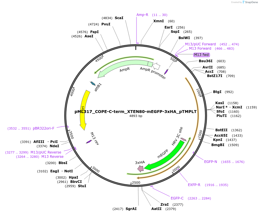 227905-plasmid-map-sequence-id-456011