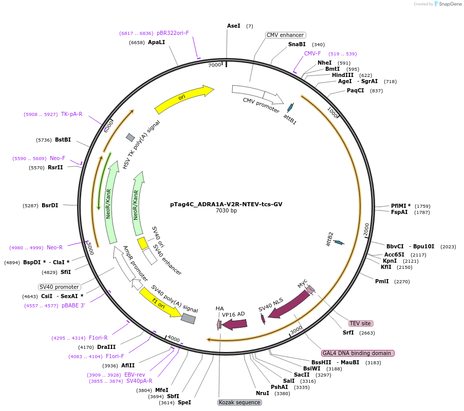 227101-plasmid-map-sequence-id-456016