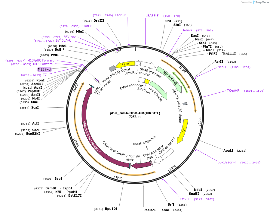 227100-plasmid-map-sequence-id-456017