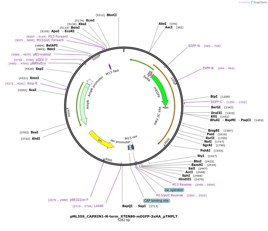 227916-plasmid-map-sequence-id-456019