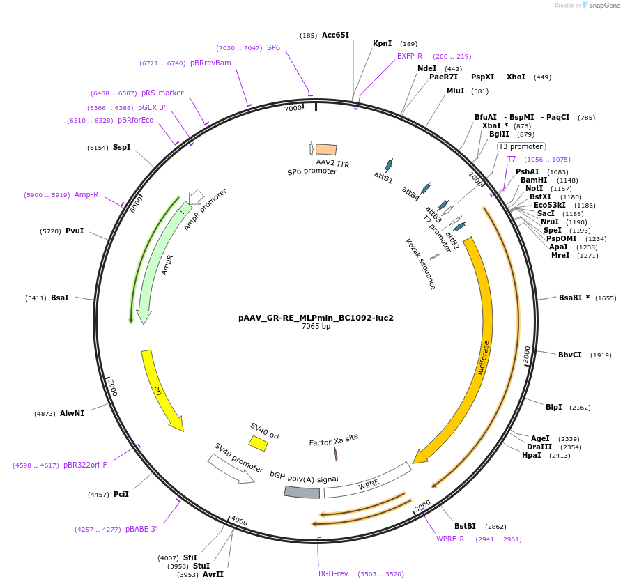 227112-plasmid-map-sequence-id-456025