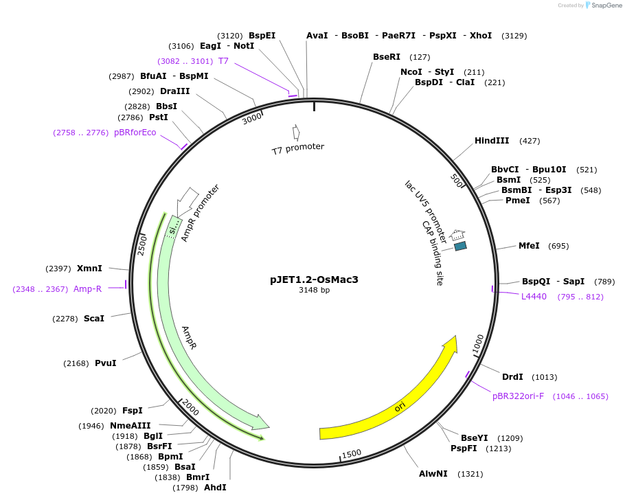 218542-plasmid-map-sequence-id-456030