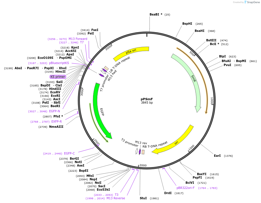226912-plasmid-map-sequence-id-456032