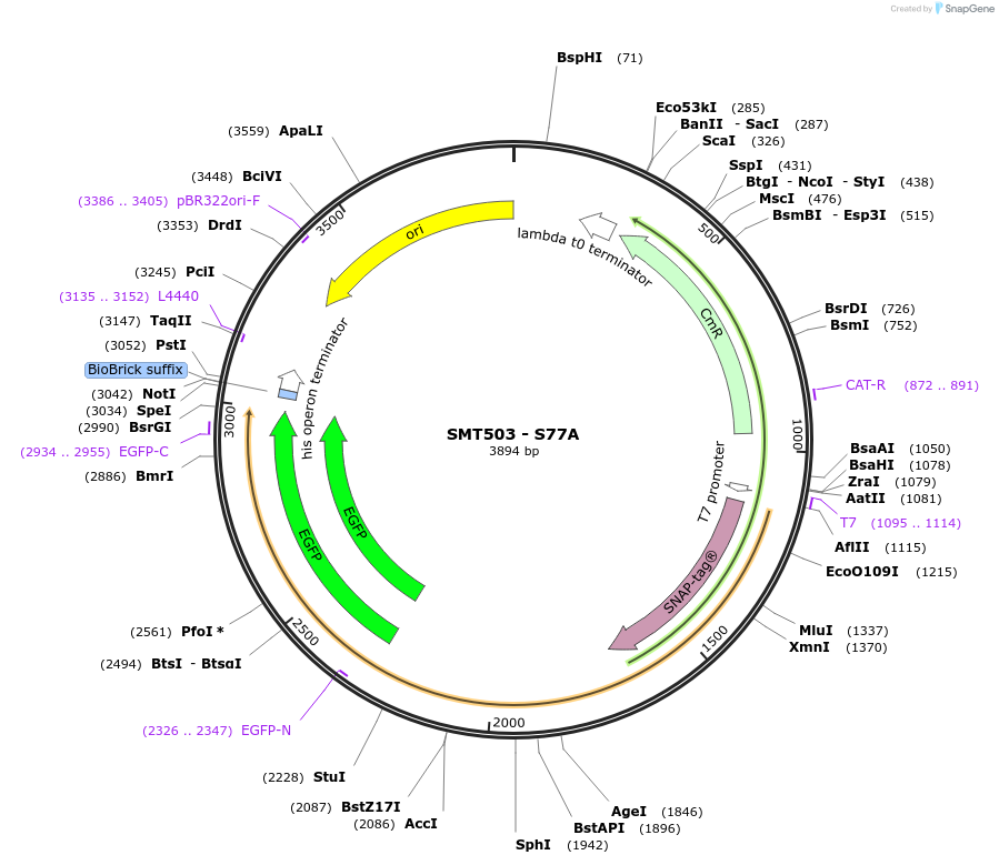 226842-plasmid-map-sequence-id-456036