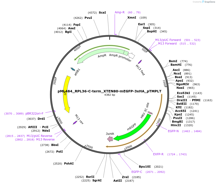227923-plasmid-map-sequence-id-456037