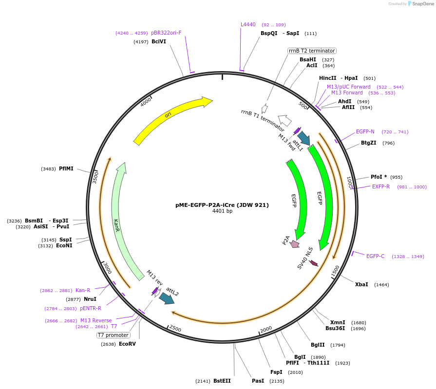 224519-plasmid-map-sequence-id-456038