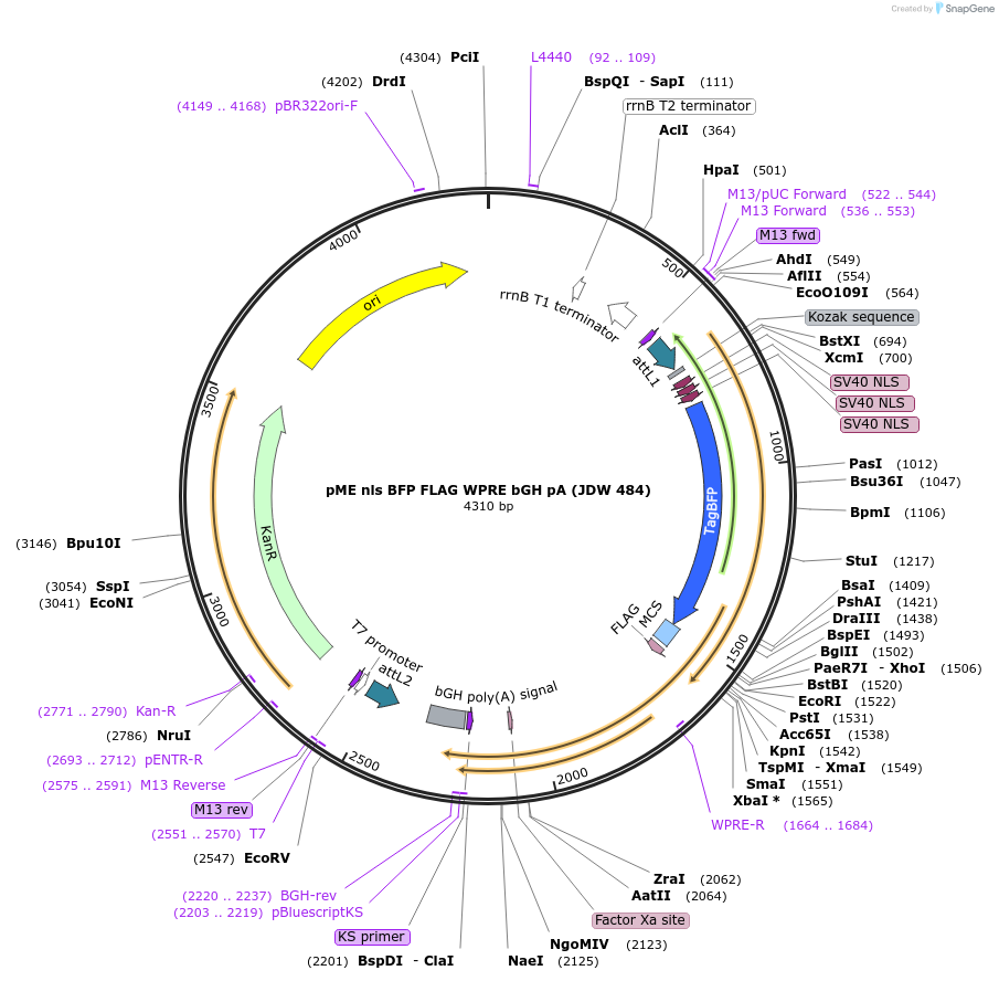 224539-plasmid-map-sequence-id-456039