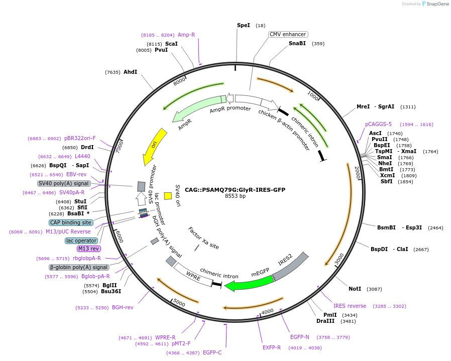 32482-plasmid-map-sequence-id-45604