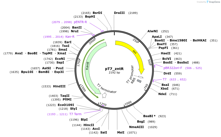 216324-plasmid-map-sequence-id-456066