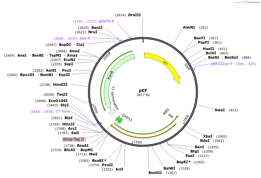216326-plasmid-map-sequence-id-456070