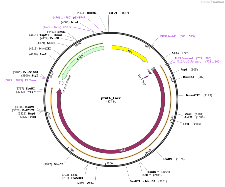 216325-plasmid-map-sequence-id-456082