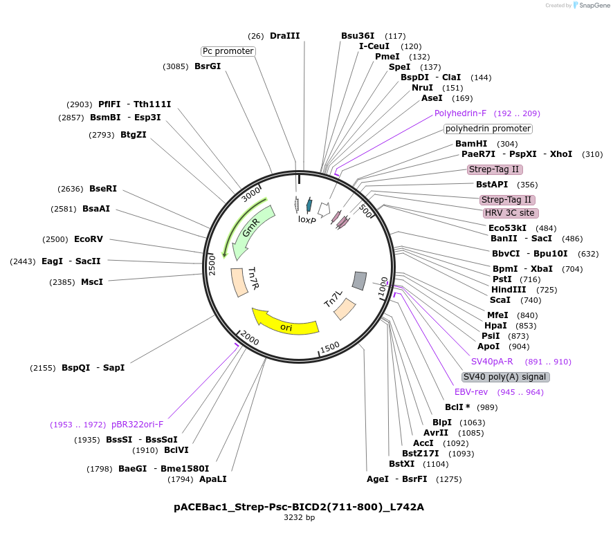 228839-plasmid-map-sequence-id-456089