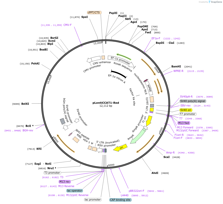 226521-plasmid-map-sequence-id-456111