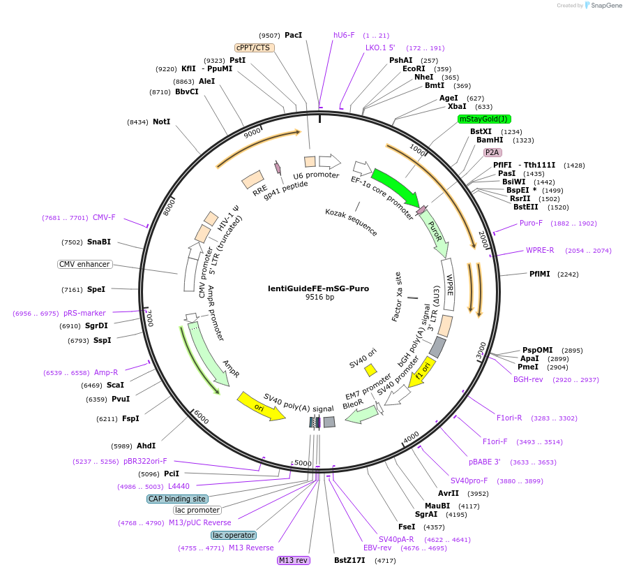 226522-plasmid-map-sequence-id-456115
