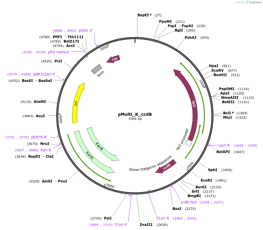 223852-plasmid-map-sequence-id-456126
