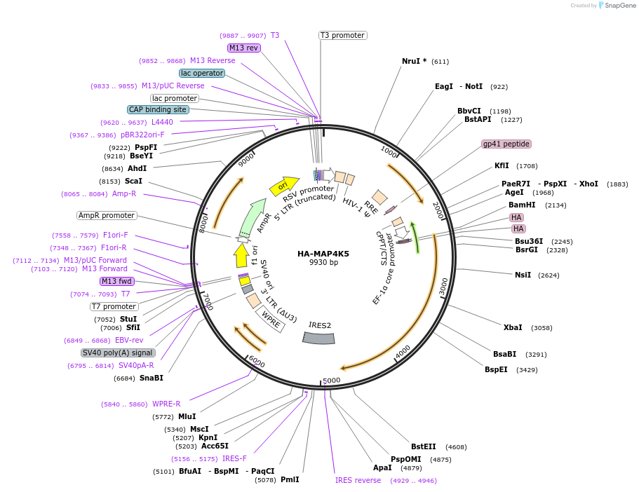 229400-plasmid-map-sequence-id-456130