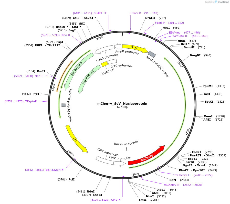 228806-plasmid-map-sequence-id-456132
