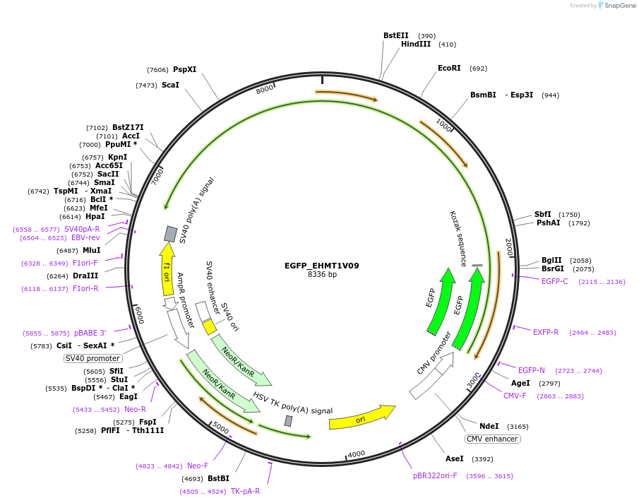 228813-plasmid-map-sequence-id-456139