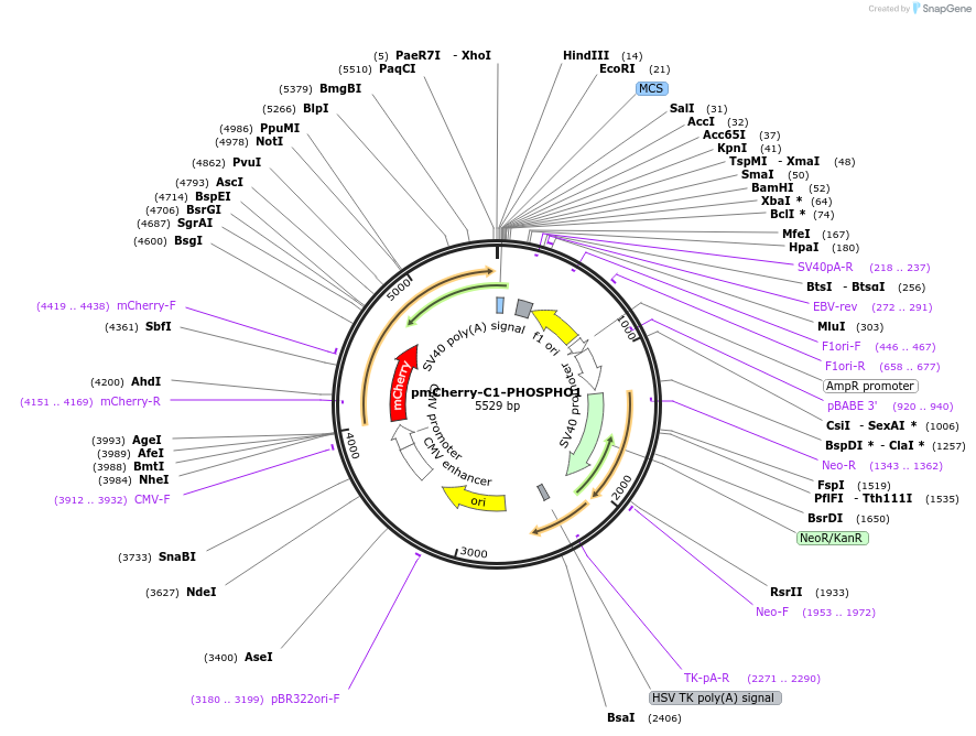 224896-plasmid-map-sequence-id-456142