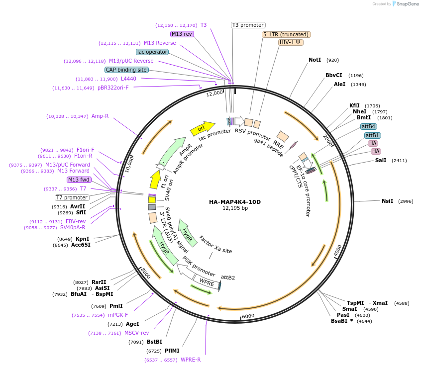 229404-plasmid-map-sequence-id-456144