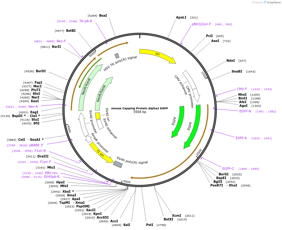 229805-plasmid-map-sequence-id-456145