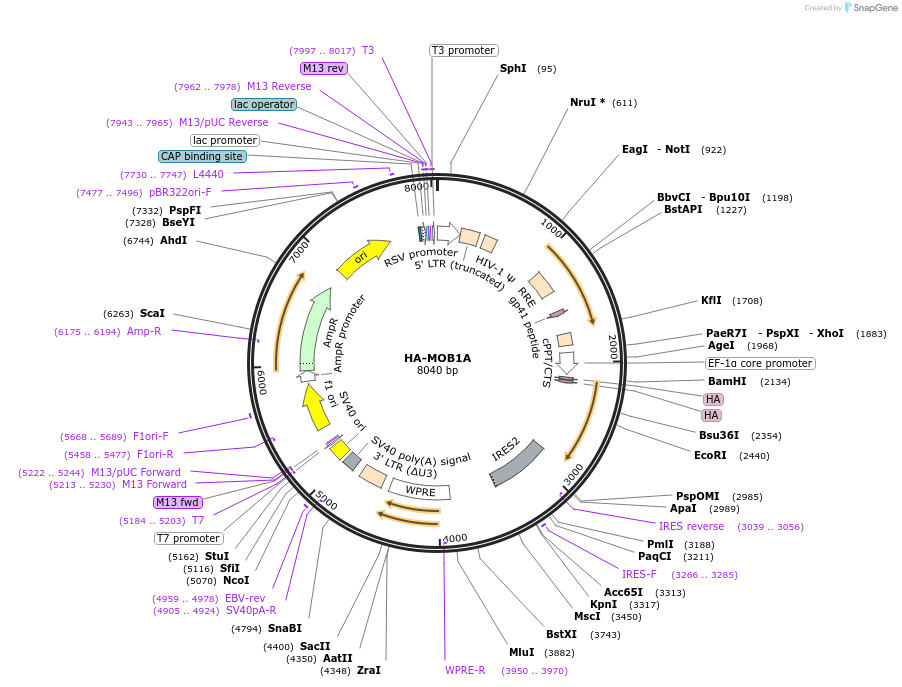 229427-plasmid-map-sequence-id-456146