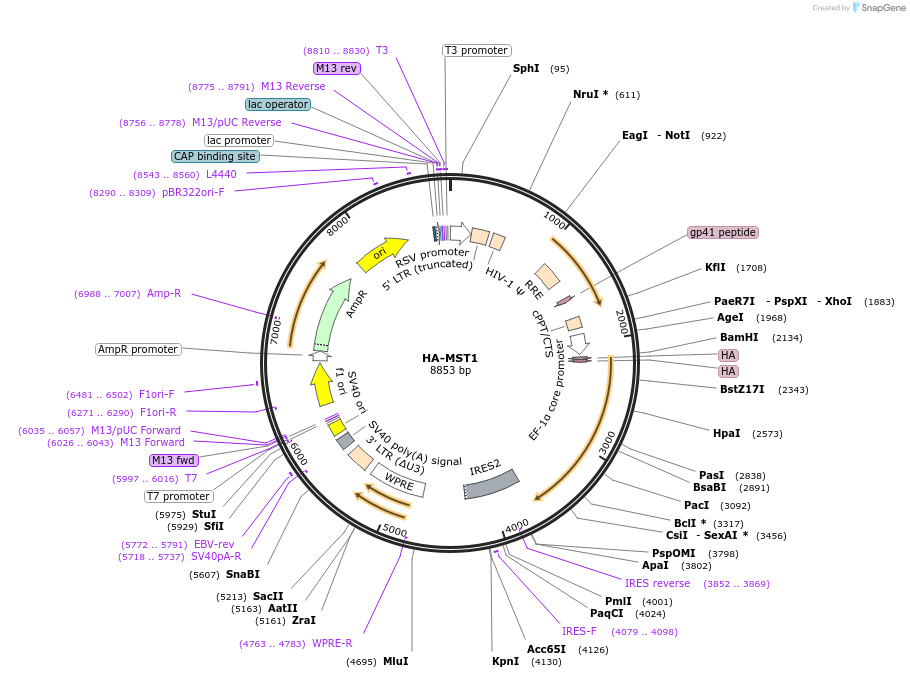 229417-plasmid-map-sequence-id-456149
