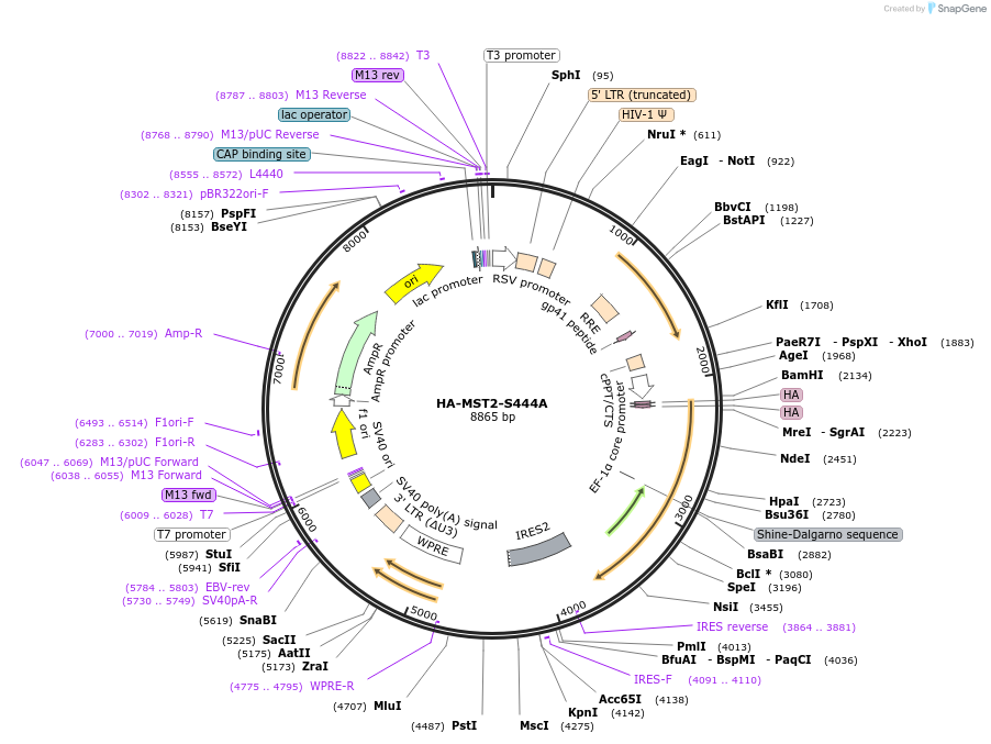 229420-plasmid-map-sequence-id-456150