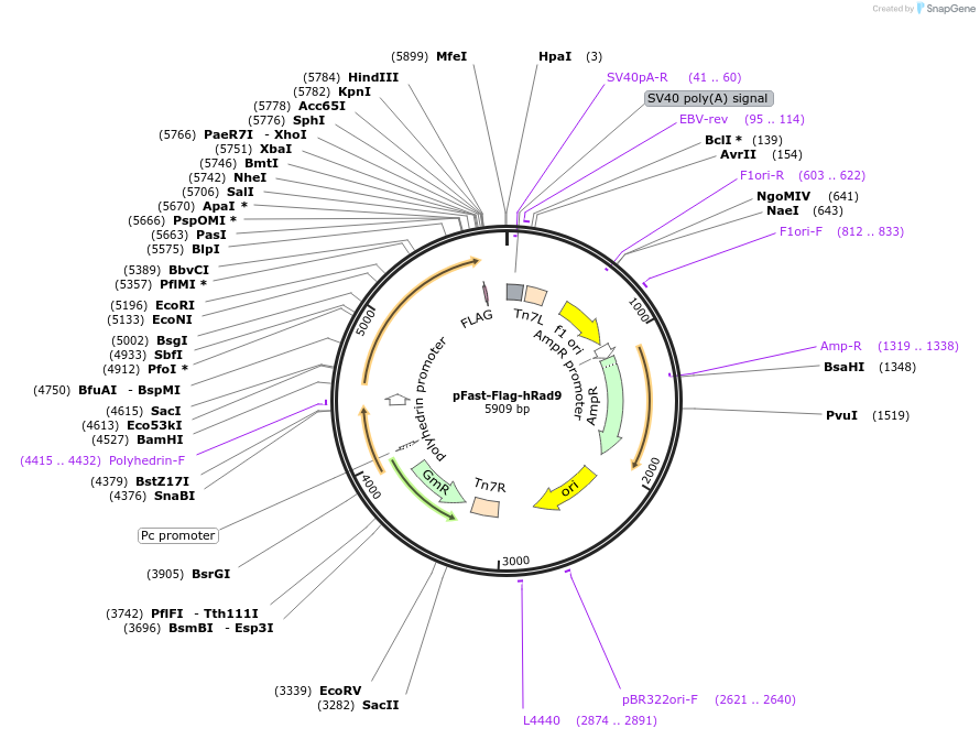 222468-plasmid-map-sequence-id-456169