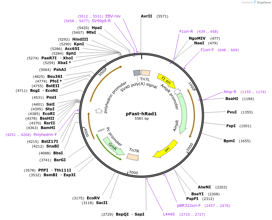 222471-plasmid-map-sequence-id-456177