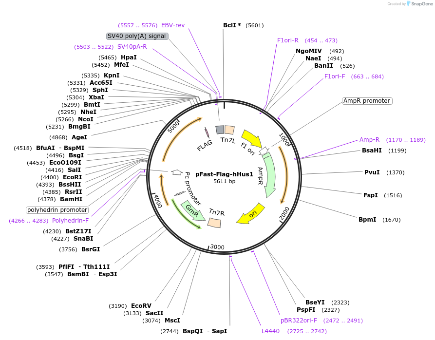222470-plasmid-map-sequence-id-456183