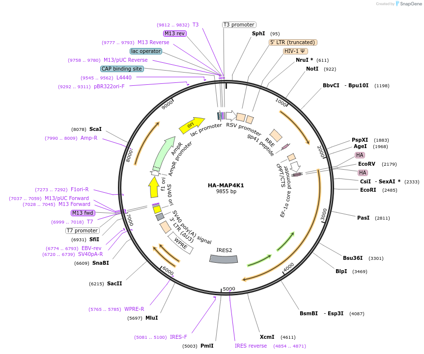 229396-plasmid-map-sequence-id-456204