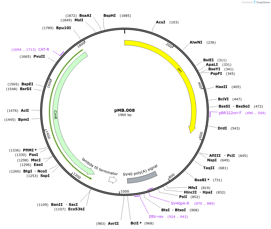 228674-plasmid-map-sequence-id-456219