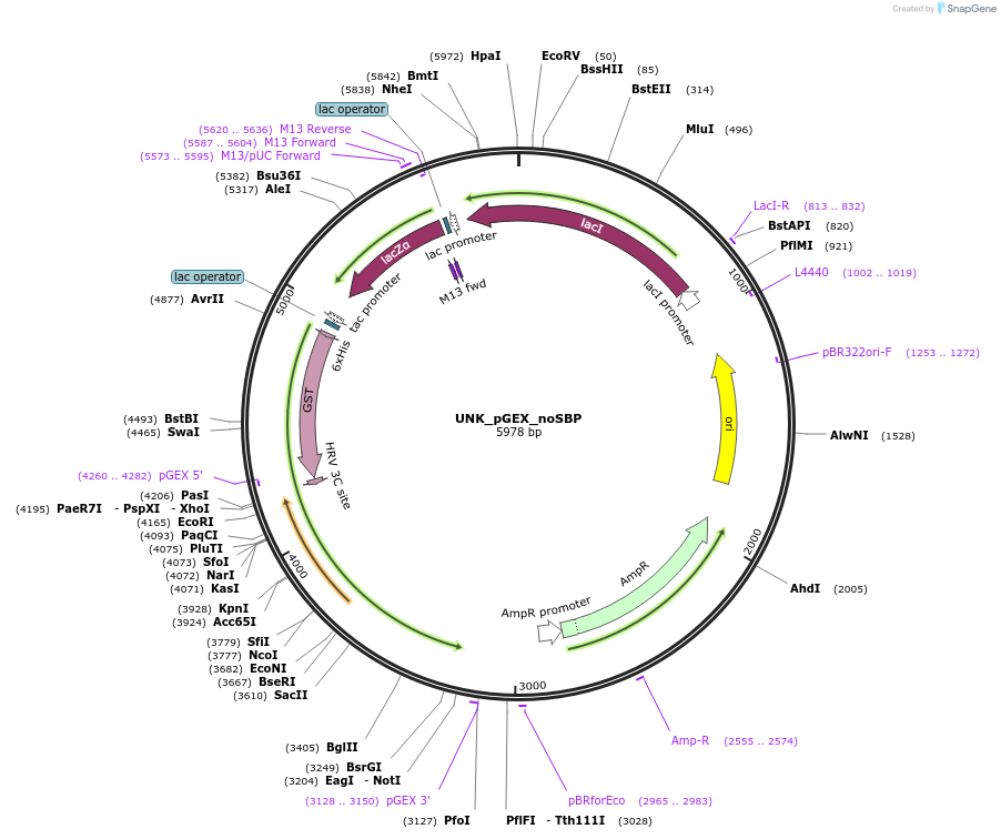 228803-plasmid-map-sequence-id-456244