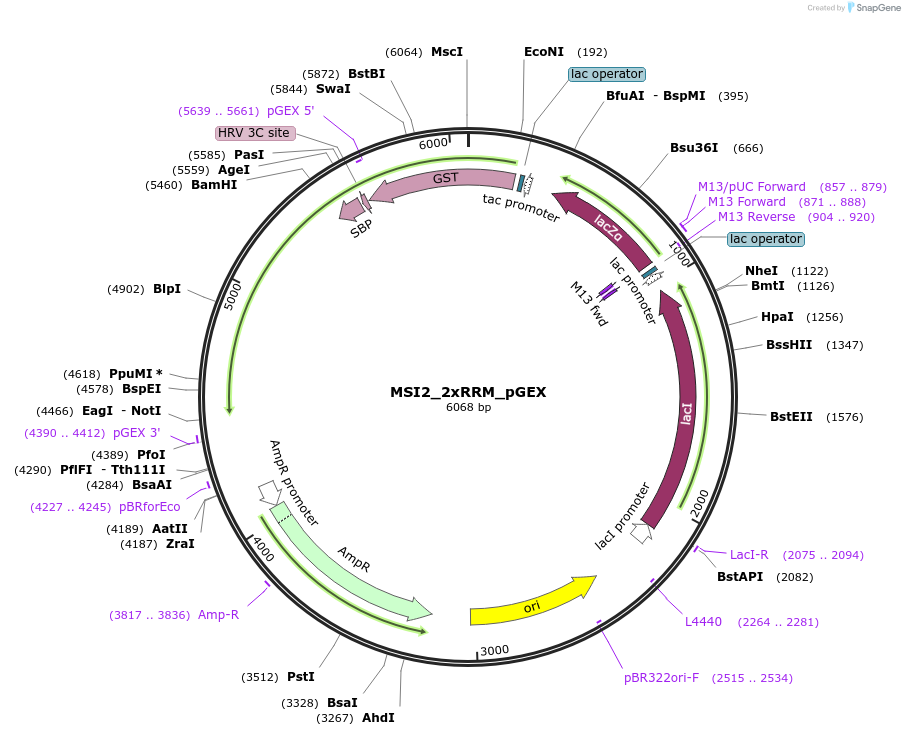 228800-plasmid-map-sequence-id-456246