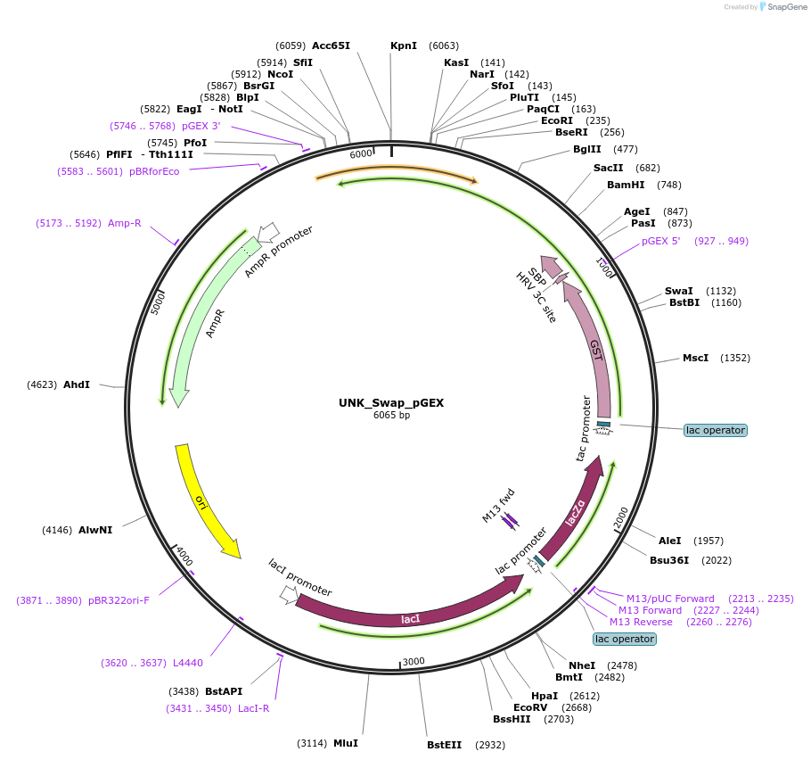 228804-plasmid-map-sequence-id-456249