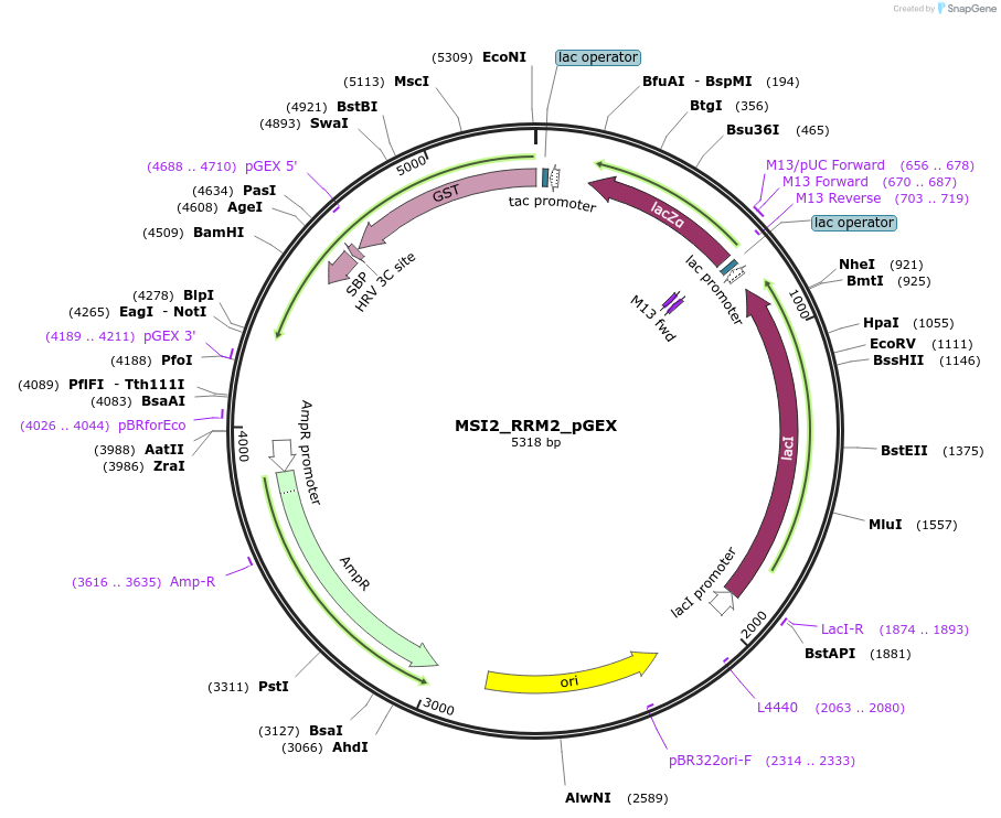 228802-plasmid-map-sequence-id-456251