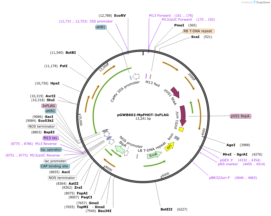 228474-plasmid-map-sequence-id-456252