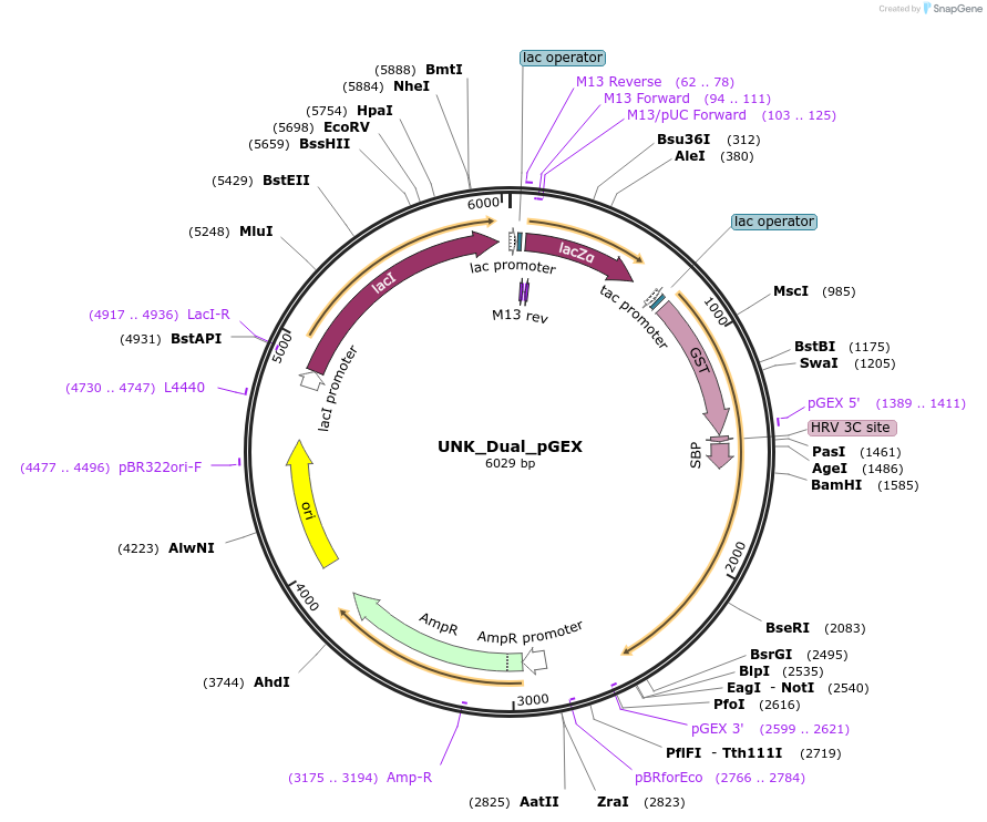 228805-plasmid-map-sequence-id-456256