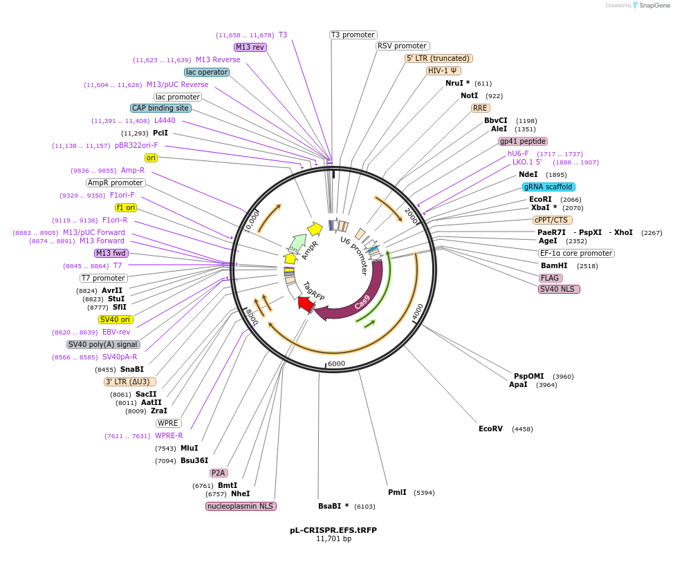 57819-plasmid-map-sequence-id-456257
