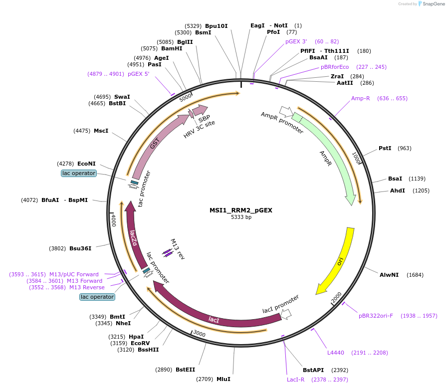 228799-plasmid-map-sequence-id-456259