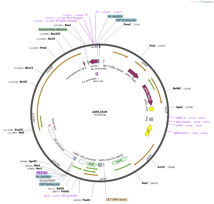 225599-plasmid-map-sequence-id-456262
