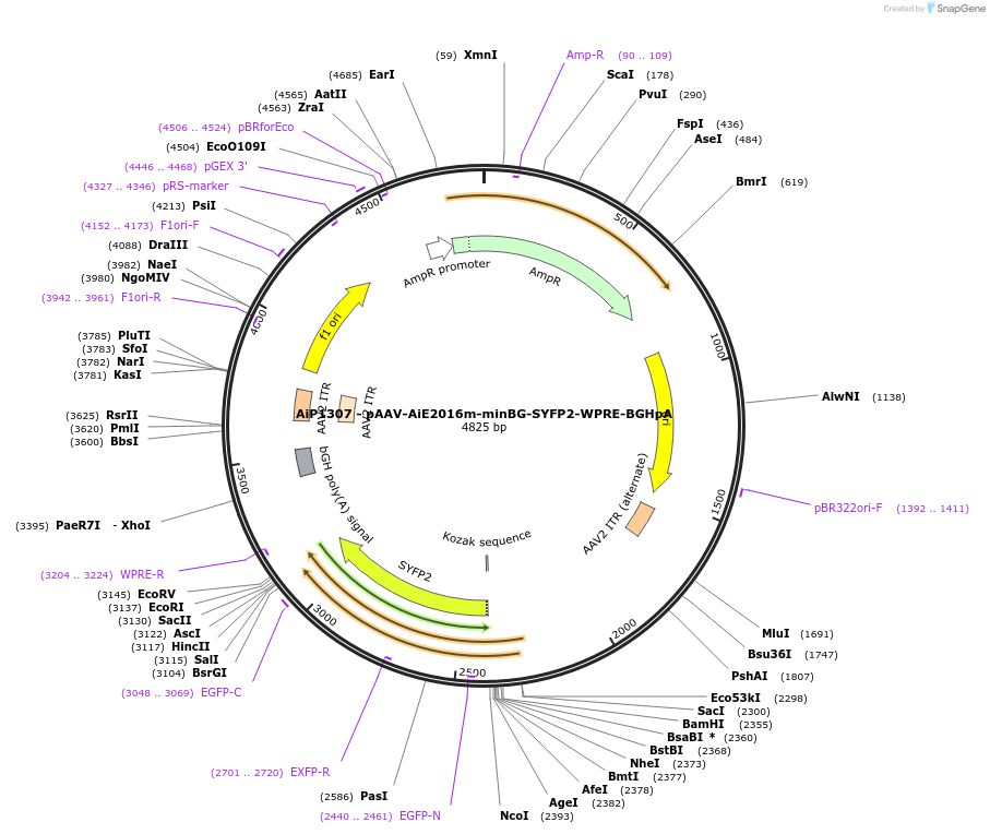 214481-plasmid-map-sequence-id-456270