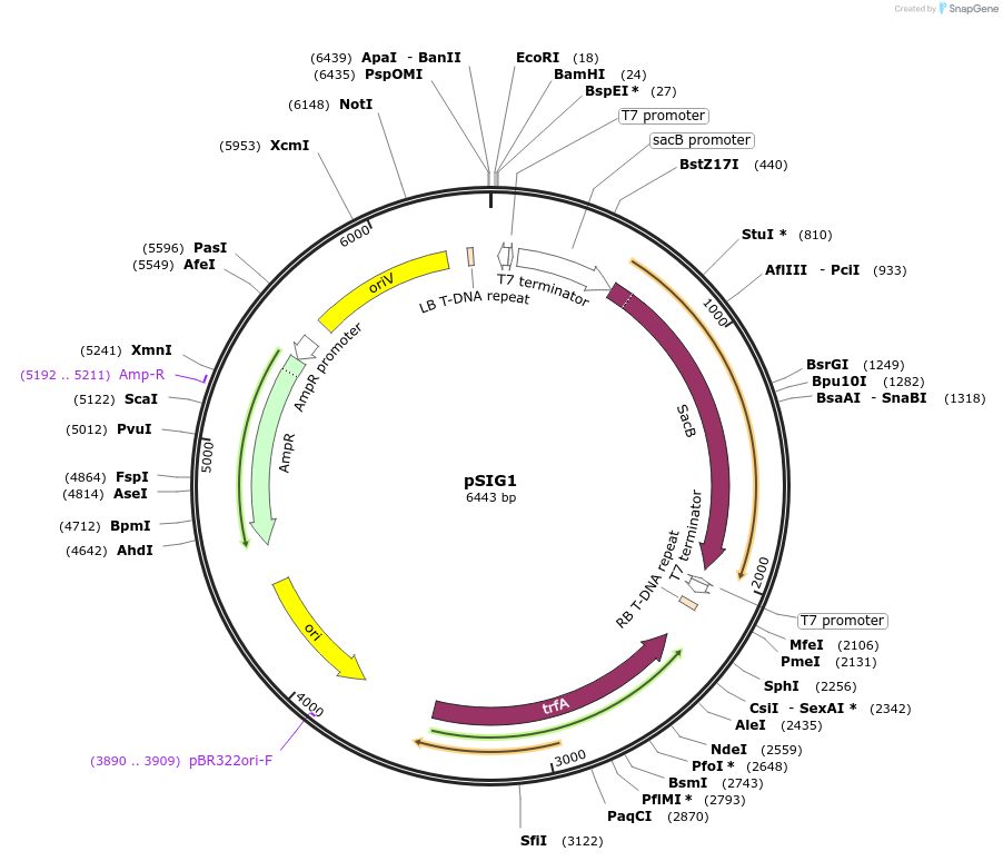 226908-plasmid-map-sequence-id-456311