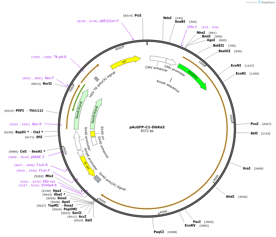224897-plasmid-map-sequence-id-456312