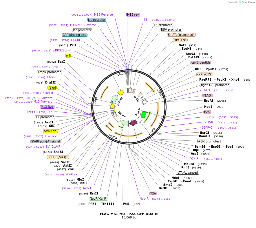 229408-plasmid-map-sequence-id-456359
