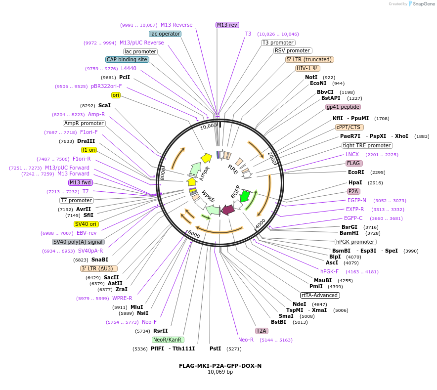 229407-plasmid-map-sequence-id-456361