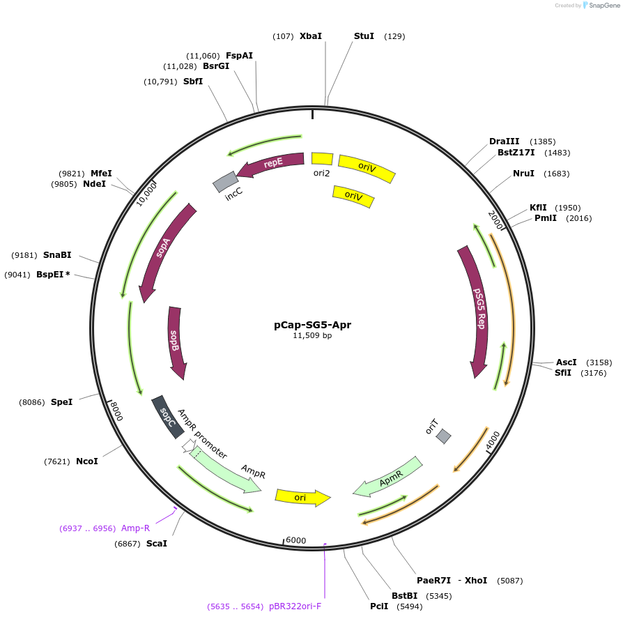 227579-plasmid-map-sequence-id-456387