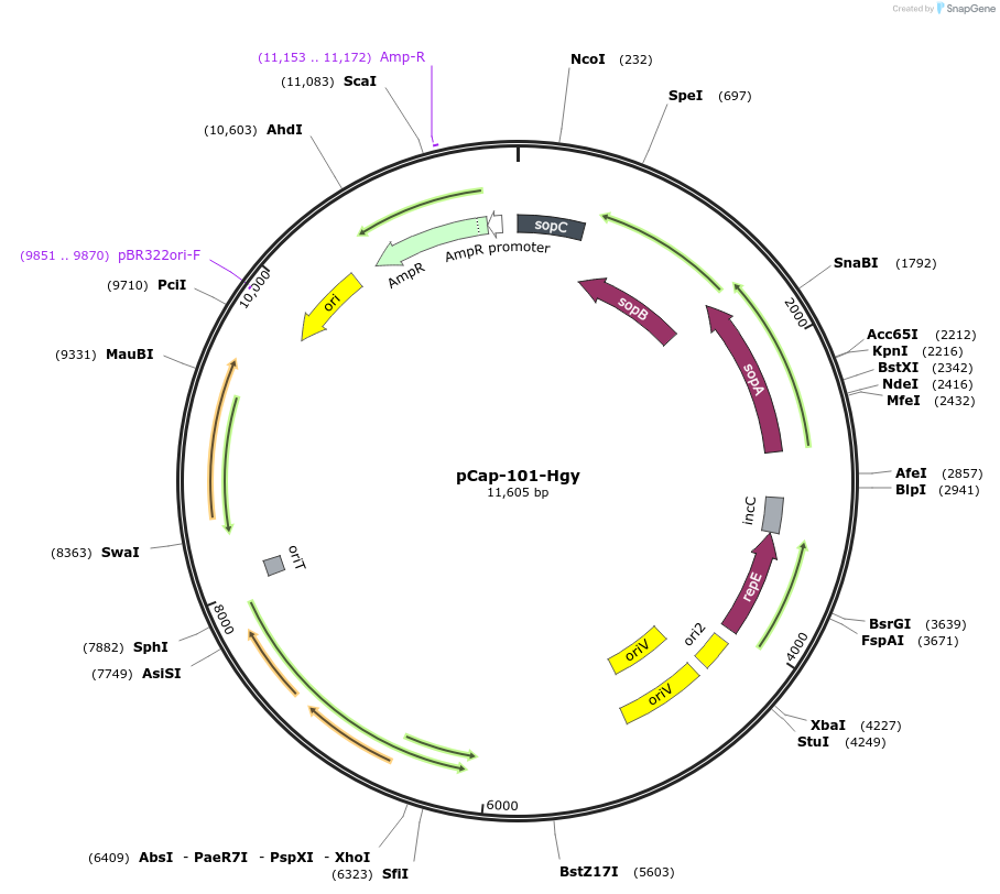 227508-plasmid-map-sequence-id-456388